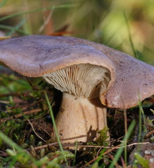 Leucopaxillus lilacinus