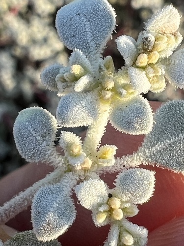 Tidestromia lanuginosa, photograph 3