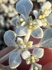 Tidestromia lanuginosa, photograph (c) Mark Pollock, some rights reserved (CC BY)