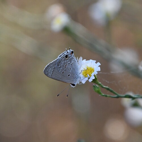 Mallow Scrub-Hairstreak