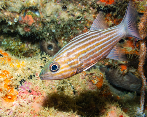 Cheilodipterus macrodon observed 2026-08-31