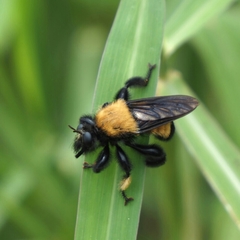 Laphria macquarti