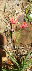Freesia laxa, photograph (c) Cecilia Fer Díaz, some rights reserved (CC BY)