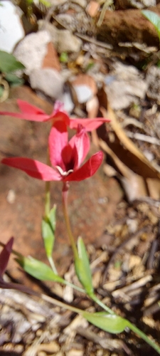 Freesia laxa, photograph 3