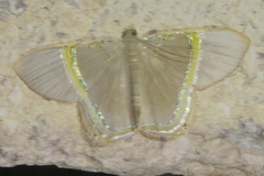 Phrygionis privignaria