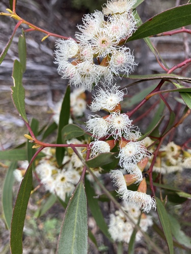 Eucalyptus calycogona observed 2026-09-16