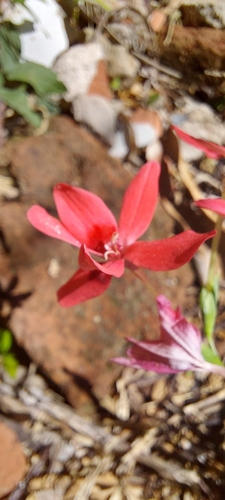 Freesia laxa, photograph 4