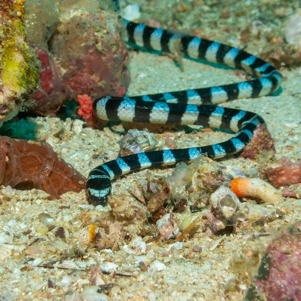 Blue-lipped sea krait with blue and black bands on sand