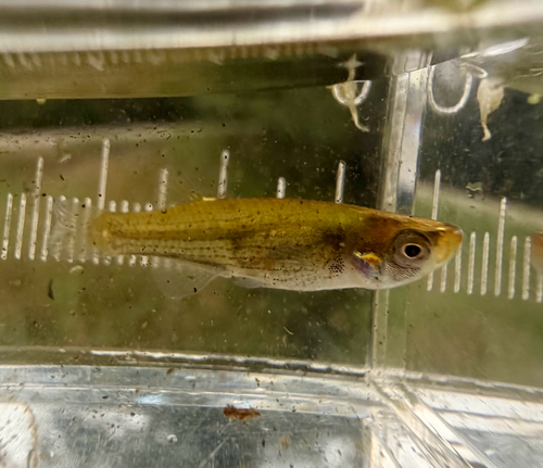 Northern Starhead Topminnow