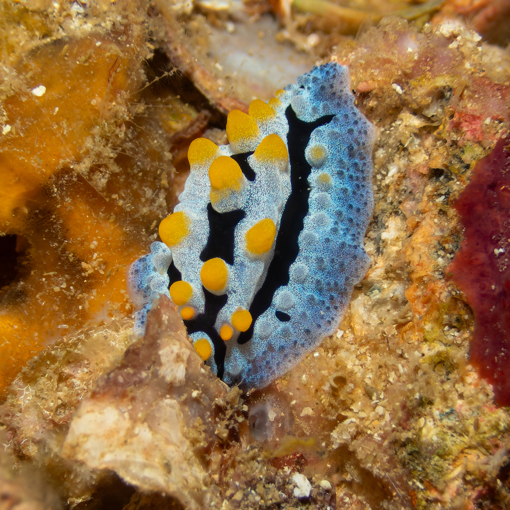 Heavenly Wart Slug