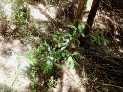 Hedycarya arborea
