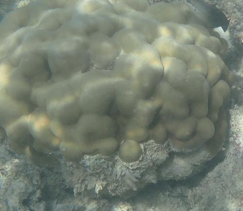 Porites evermanni observed 2026-09-15