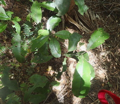 Hedycarya arborea