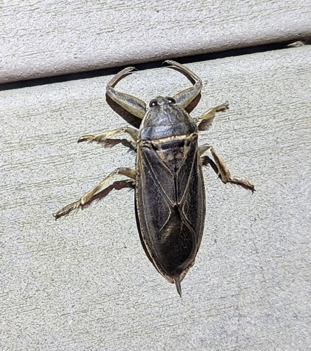American Giant Water Bug