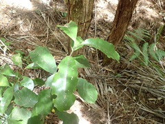 Hedycarya arborea