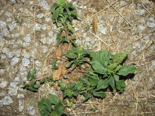 Smooth Pigweed