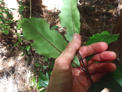 Hedycarya arborea