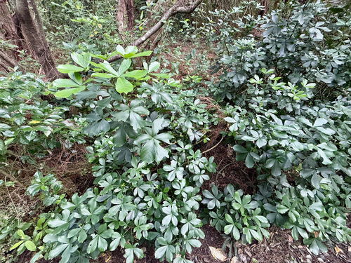 Pseudopanax lessonii, photograph 5