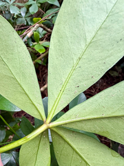 Pseudopanax lessonii, photograph (c) Tom Beard, some rights reserved (CC BY)
