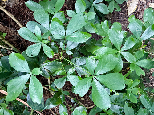 Pseudopanax lessonii, photograph 3