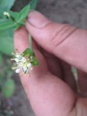 Pimelea cornucopiae