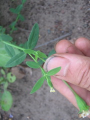Pimelea cornucopiae