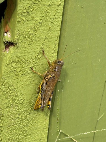 Differential Grasshopper