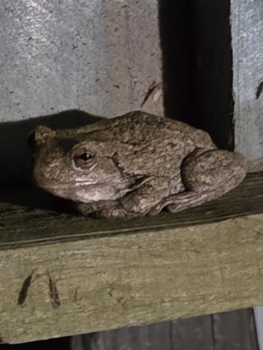 Gray Treefrog Species Complex