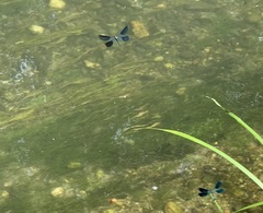 Calopteryx splendens