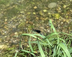 Calopteryx splendens