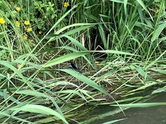 Calopteryx splendens