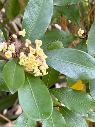Pittosporum umbellatum, photograph 2