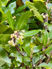 Pittosporum umbellatum