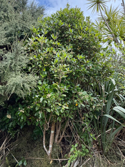 (c) Tom Beard, some rights reserved (CC BY) Pittosporum umbellatum, photograph (c) Tom Beard, some rights reserved (CC BY)