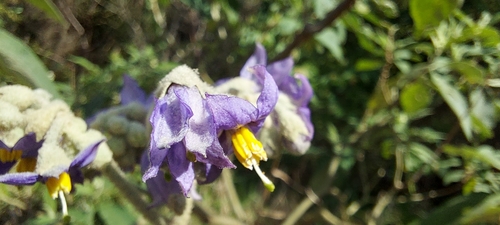 Solanum granulosoleprosum