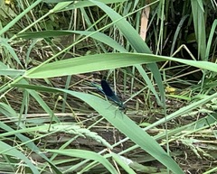 Calopteryx splendens