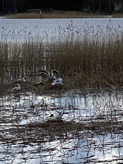 Chroicocephalus ridibundus