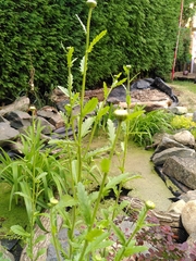 Leucanthemum vulgare