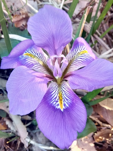 Iris unguicularis
