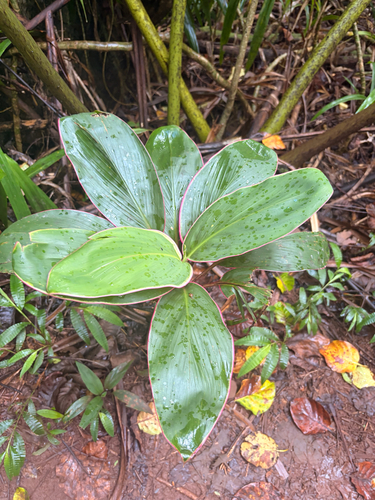 Cordyline fruticosa observed 2026-09-15