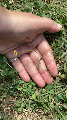 Glossocardia bidens observed 2026-09-16