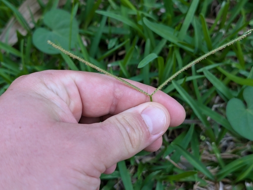 Paspalum conjugatum observed 2026-09-15