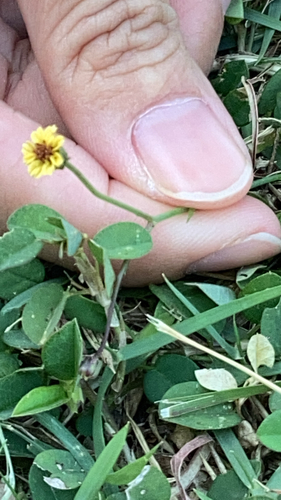 Glossocardia bidens observed 2026-09-16