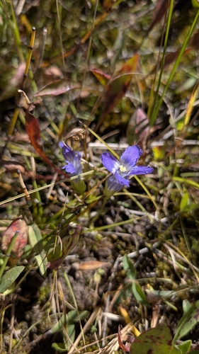 Gentianopsis thermalis, 2026-09-15