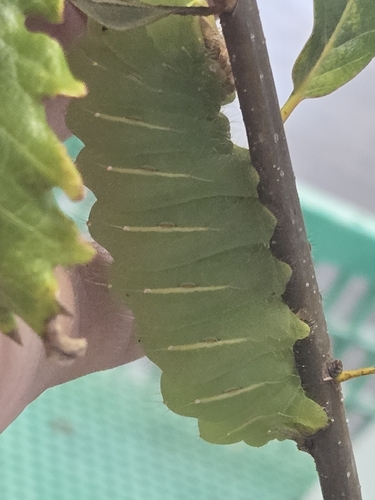 Polyphemus Moth