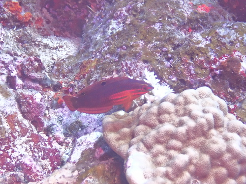 Halichoeres biocellatus observed 2026-08-15
