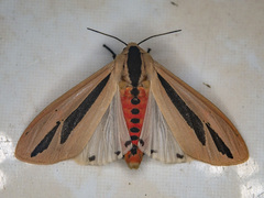 Creatonotos fasciatus