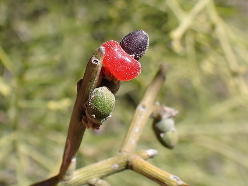 Exocarpos aphyllus, photograph 2