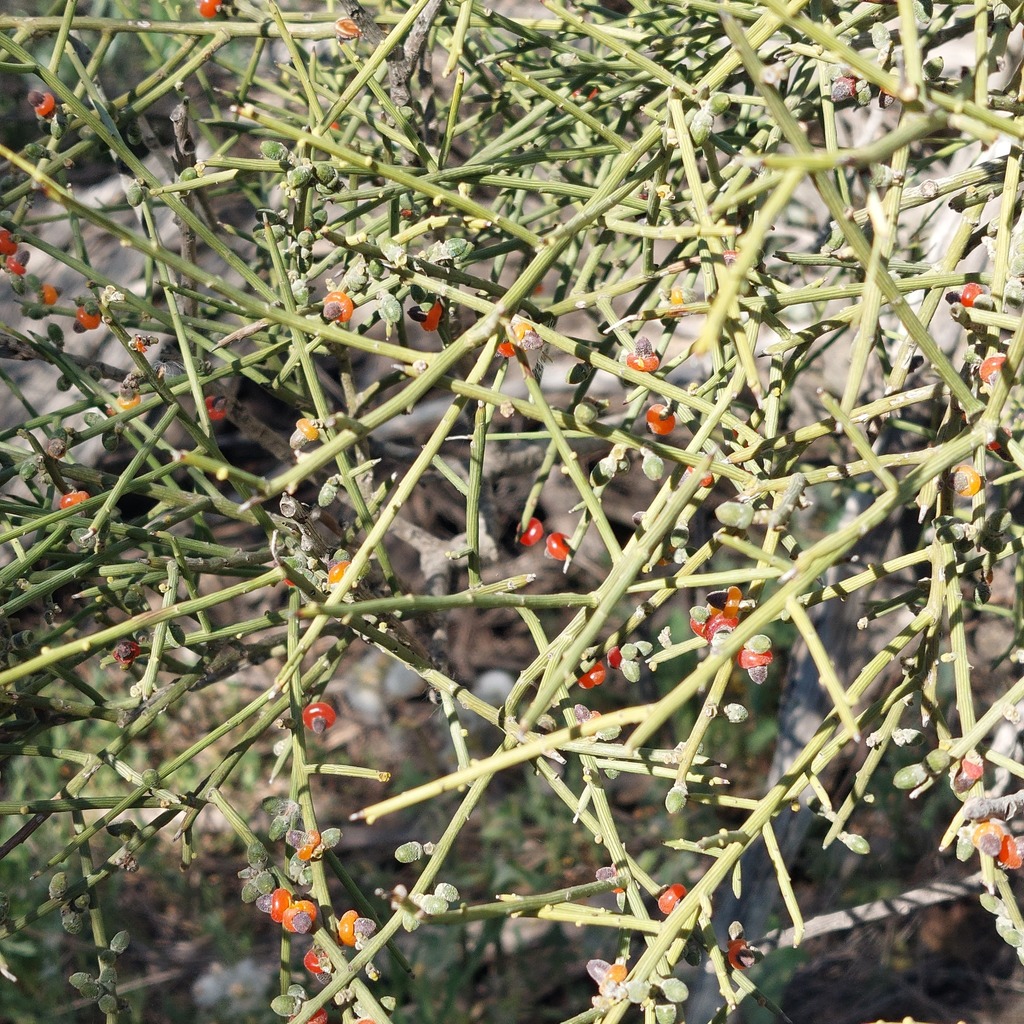 Exocarpos aphyllus; photograph (c) Ruth Palsson, some rights reserved (CC BY-SA)