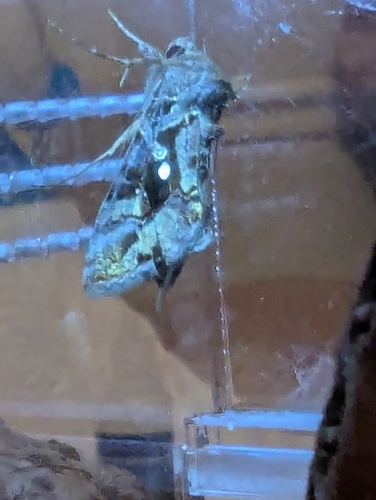 Soybean Looper Moth